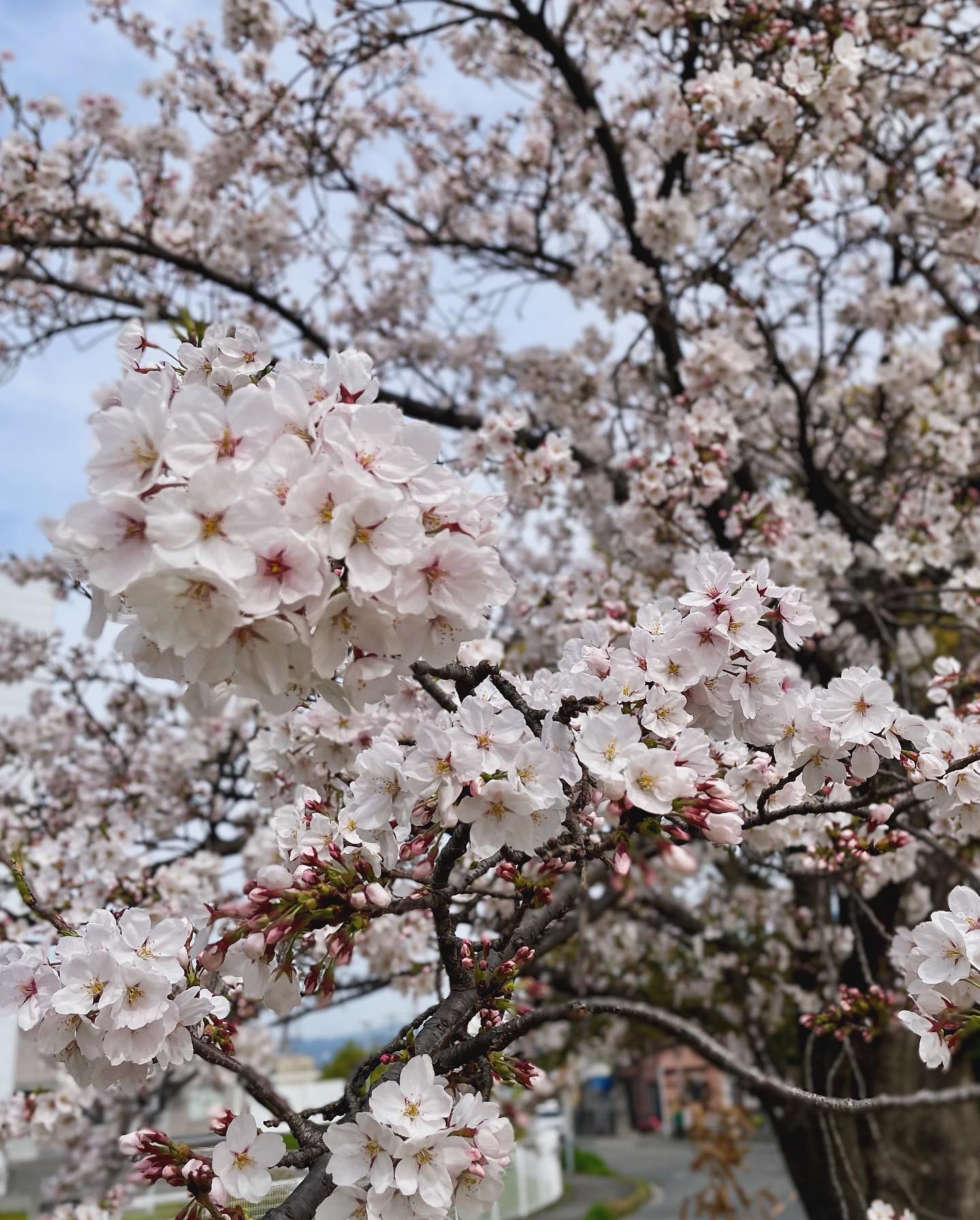 桜が開花して一気に春らしくなりましたね